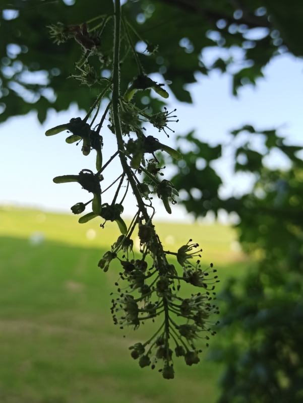 Bergahorn Fruchtansatz