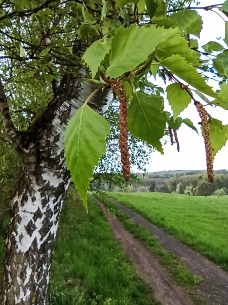 Birke Blätter Samen und Rinde