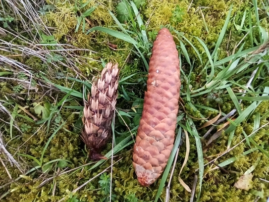 Douglasie Zapfen im Vergleich