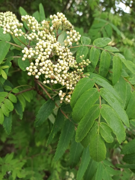 Eberesche Blätter und Blüte