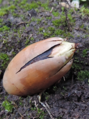 Eiche Frucht (Eichel)