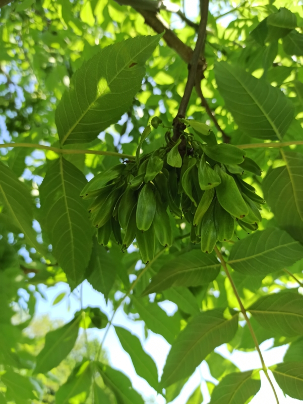 Esche Blätter und Frucht