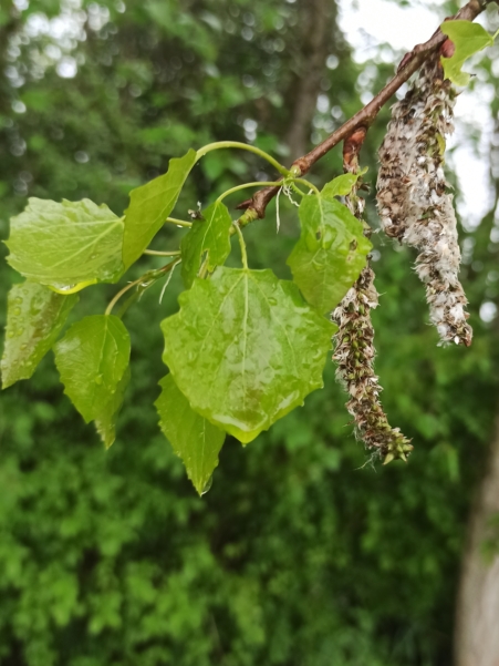 Espe Blatt und Samen