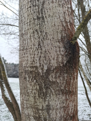Espe klar erkennbar an der Silbernen Rinde