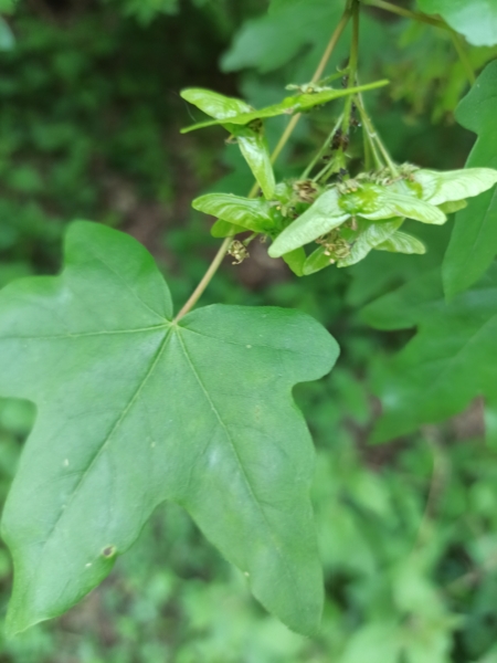 Feldahorn Blatt und Samen