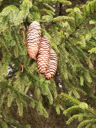 Fichte mit Zapfen