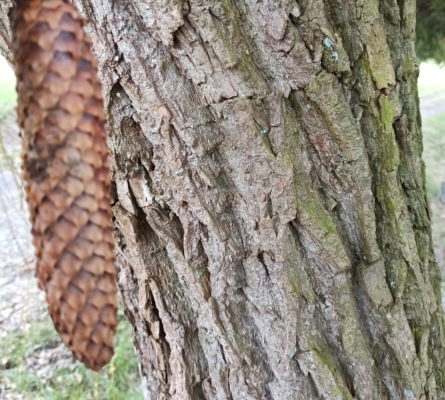 Fichte Rinde und Zapfen