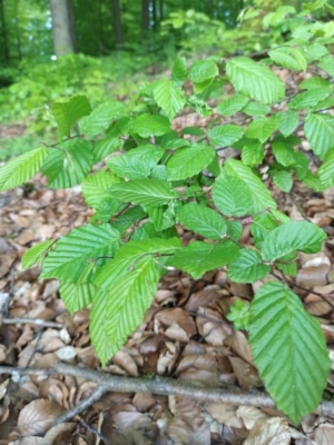 Hainbuche Blätter