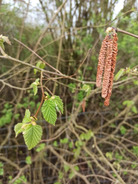 Hasel Blüte