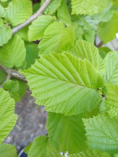 Hasel Blattoberseite