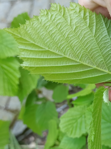 Hasel Blattunterseite