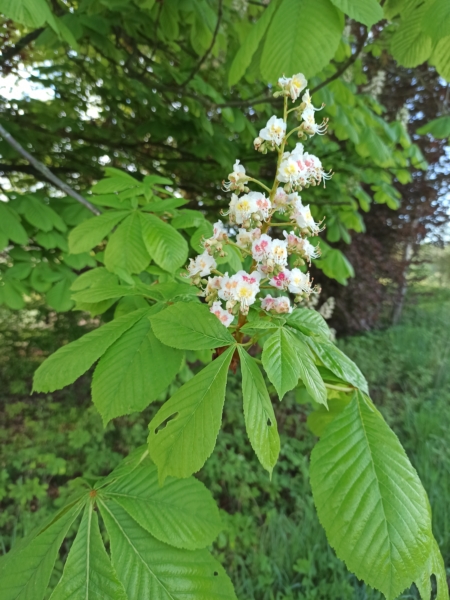 Kastanie mit Blüte