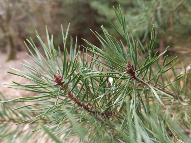 Kiefer Nadeln