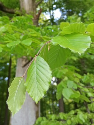 Rotbuche Blätter