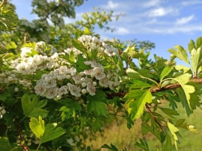 Weißdorn in der Blüte 