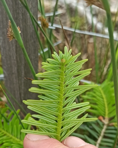 Weißtanne Unterseite